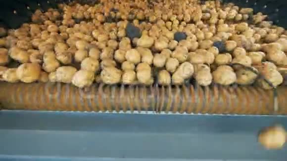 马铃薯作物在收获后在传送带上进行分类4K视频的预览图