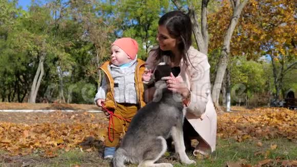 哈士奇狗在秋天公园里慢动作地舔着年轻女人的脸小儿子和妈妈带着宠物视频的预览图