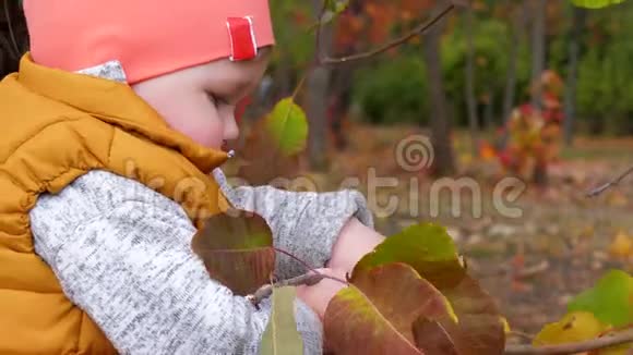 童年时孩子流口水在母亲的手附近的秋天公园里抱着一棵黄叶特写的树枝视频的预览图
