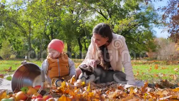 一个家庭周末妈妈带着小孩和哈士奇狗坐在靠近水桶的地方叶子旁边的秋天公园里放着苹果视频的预览图