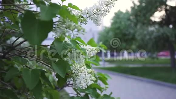 接近白色盛开的丁香树与现代城市建筑的背景库存录像白色紫丁香生长视频的预览图