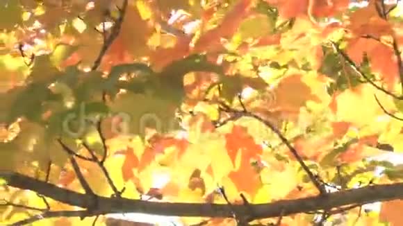 发光的秋叶视频的预览图
