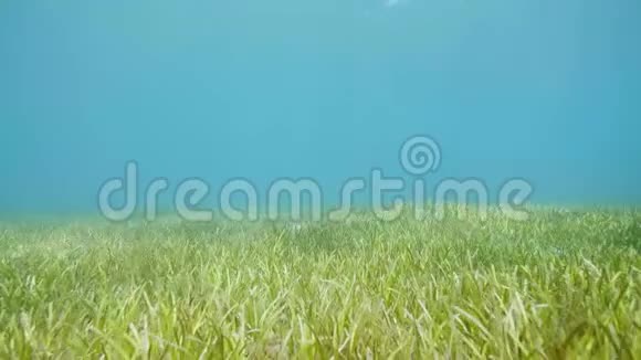 海底的绿色海藻水草和碧水视频的预览图
