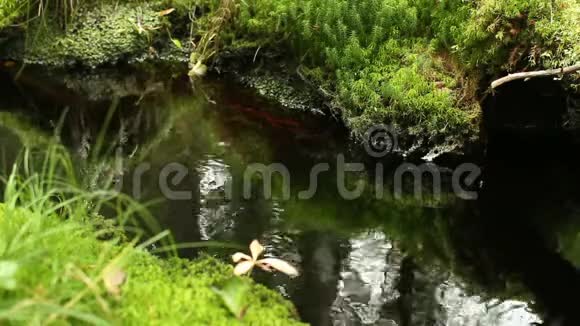 小溪伴碧水旷野视频的预览图
