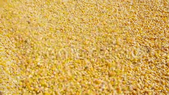 一堆玉米粒在一堆展示视频的预览图