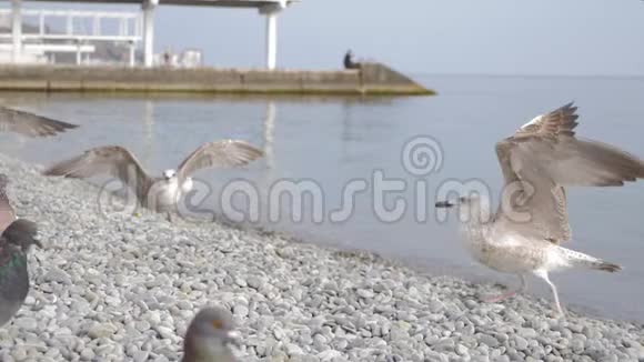 有趣的海鸥鸟站在海边近距离视频的预览图