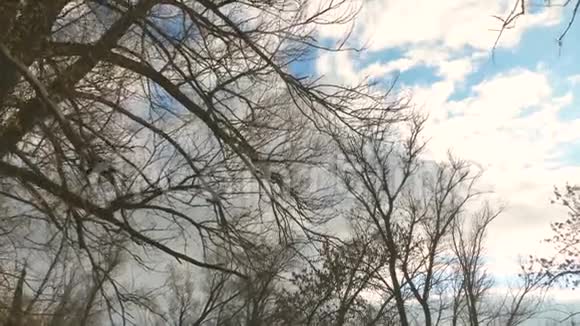 美丽的柳树有黄色的叶子在秋天蓝天的背景上有云穿过秋天视频的预览图