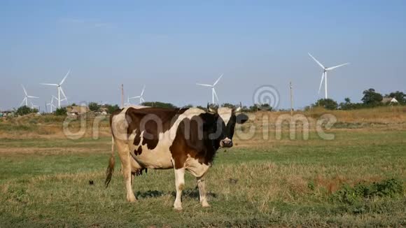 奶牛在农场里用风车看摄像机视频的预览图