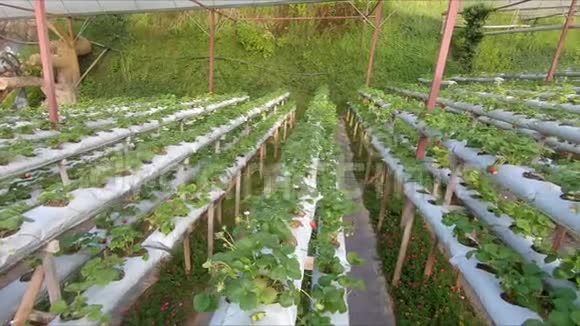 种植草莓的水培温室视频的预览图