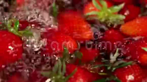草莓在水和种植种植和收获视频的预览图