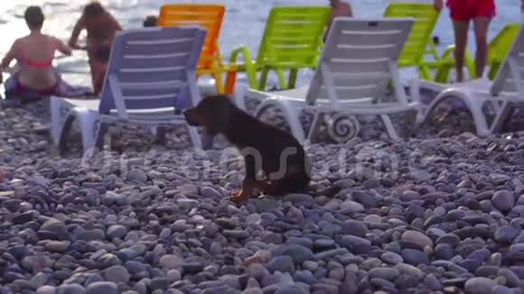 独自一只小狗在海滨沿着鹅卵石漫步在游客的躺椅上休息视频的预览图