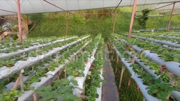 种植草莓的水培温室视频的预览图