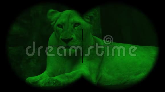 女性狮子通过带有夜视功能的双眼看到观看野生动物野生动物园视频的预览图