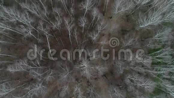 秋天白桦林的小径视频的预览图