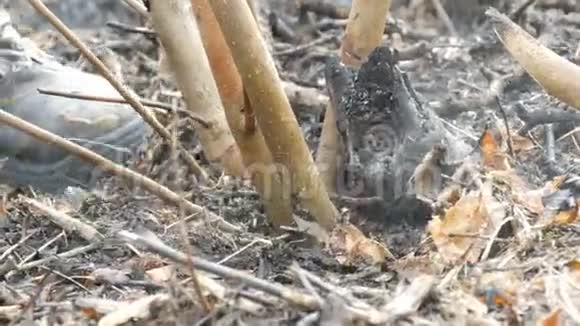 森林人砍伐幼树斧子把林带清理得很近视频的预览图