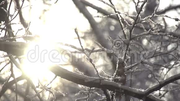 漂浮的雪花视频的预览图