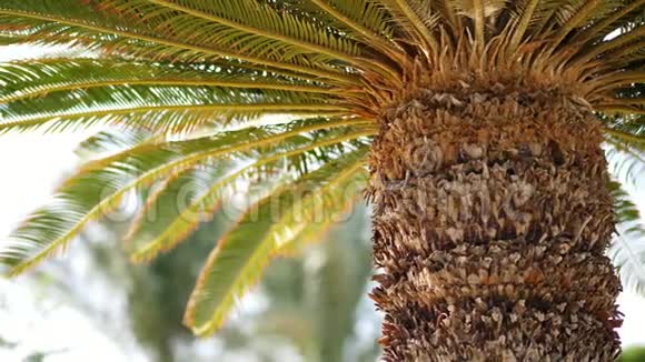 特写棕榈树有浓密的树干和绿叶炎热的夏日视频的预览图