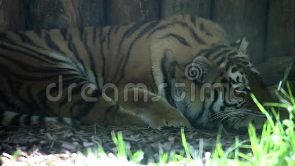 老虎休息视频的预览图
