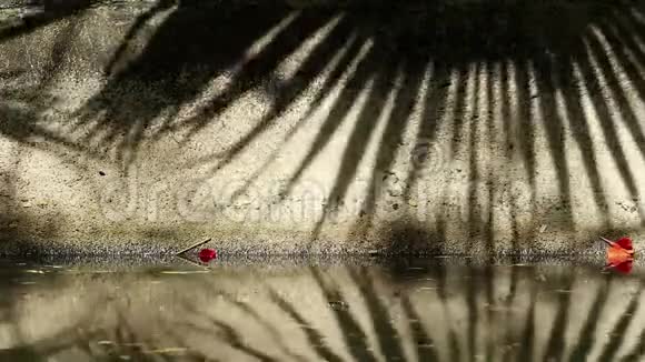 中国扇棕榈树叶在渠壁和水面上的美丽影子视频的预览图