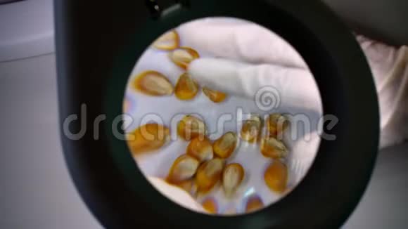 特写镜头一名实验室技术员在放大镜下检查玉米粒粮食分析和诊断实验室视频的预览图