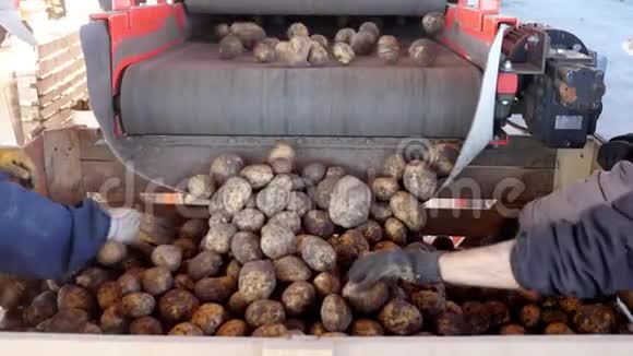 马铃薯是从特殊的机械化传送带装载到木箱包装土豆等着去视频的预览图