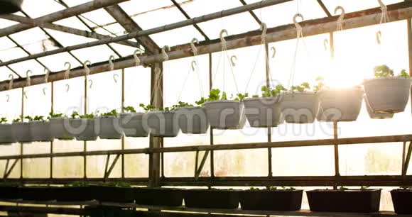 盆栽植物挂在温室里视频的预览图