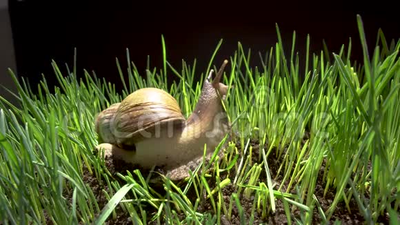 大蜗牛在草地上爬行视频的预览图