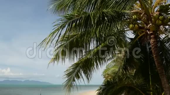天堂岛热带沙滩碧绿的掌叶俯瞰大海柔和的焦点模糊的自然抽象背景视频的预览图