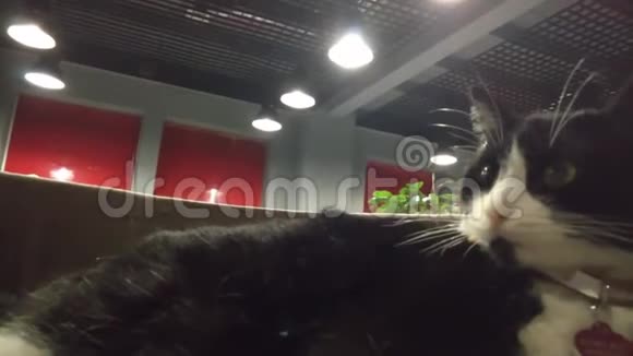一个男人在办公室里做猫美容猫在挑衅视频的预览图