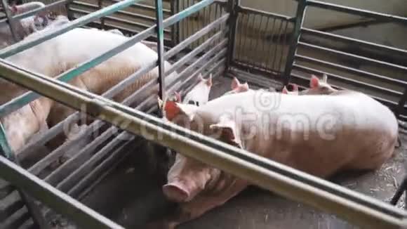 肥沃的母猪和仔猪在谷仓里哺乳养猪场视频的预览图