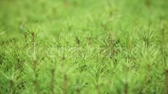从种子中生长的幼苗培育松树幼芽视频的预览图