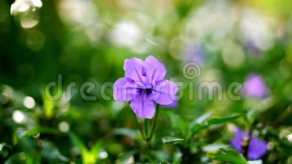 在郁郁葱葱的绿色植物的背景下特写美丽的紫色花朵视频的预览图