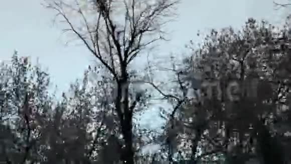 秃树的景色视频的预览图