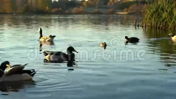 游泳鸭子视频的预览图