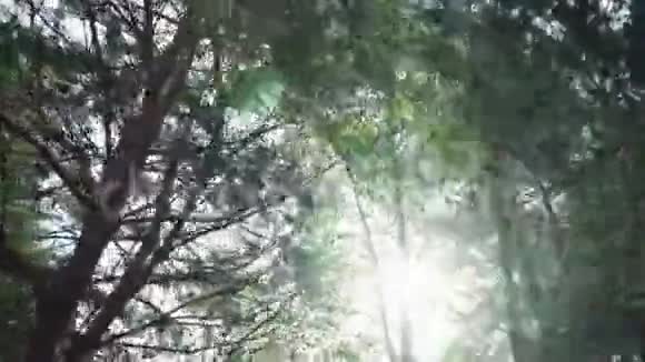 阳光透过茂密森林中的树冠阳光灿烂视频的预览图