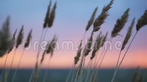 日落时干燥的植物在风中蜷缩在田野里天空笼罩视频的预览图