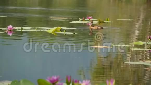 湖上的鸭子和睡莲在阴郁的水中的粉红色莲花反映了鸟类野生候鸟异国情调视频的预览图