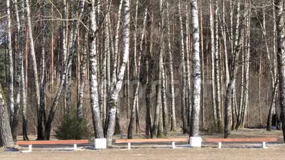 早春的桦树林树旁的长凳视频的预览图
