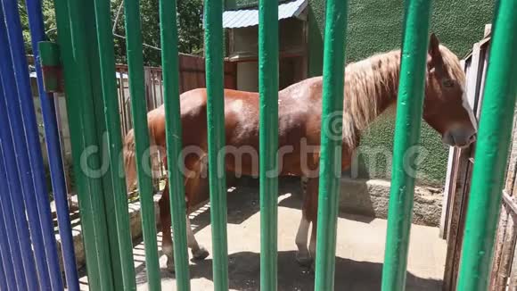 笼子里的棕色马住在动物园里视频的预览图
