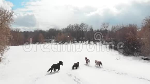 冬季森林四匹马在雪地上奔跑空中景观视频的预览图