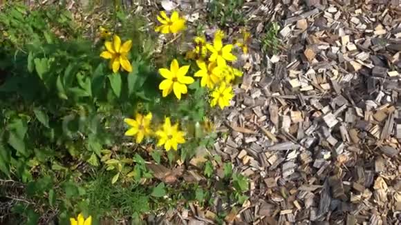 盛开的黄花花园里美丽的黄花的特写视频的预览图