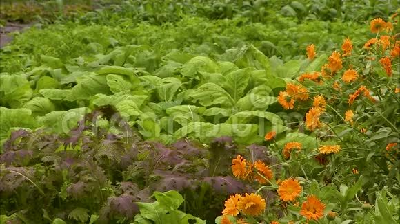 爱尔兰后院的植物视频的预览图