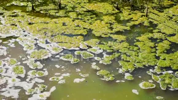 池塘里的绿萍视频的预览图