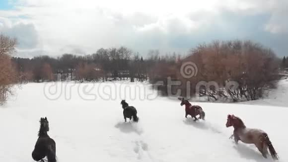四匹马在雪地上奔跑空中景观视频的预览图