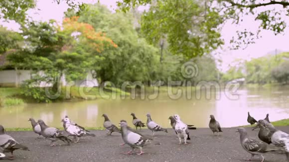 天然池塘附近公共公园的鸽子视频的预览图