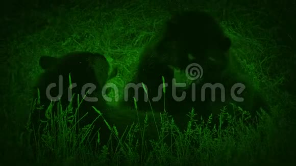 夜视镜拍摄的熊摔跤视频的预览图