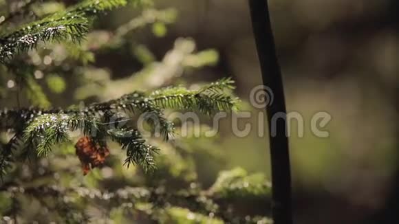 阳光明媚的一天松树视频的预览图