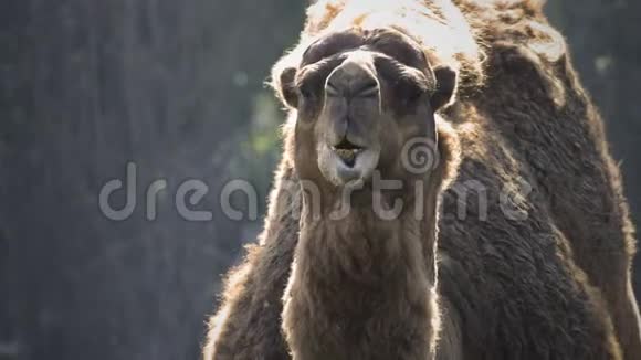 哺乳动物骆驼瘤胃咀嚼视频的预览图