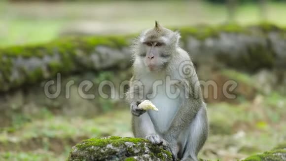 猴子在动物园吃香蕉视频的预览图