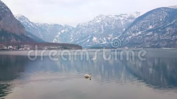 奥地利Hallstattersee湖上的天鹅视频的预览图